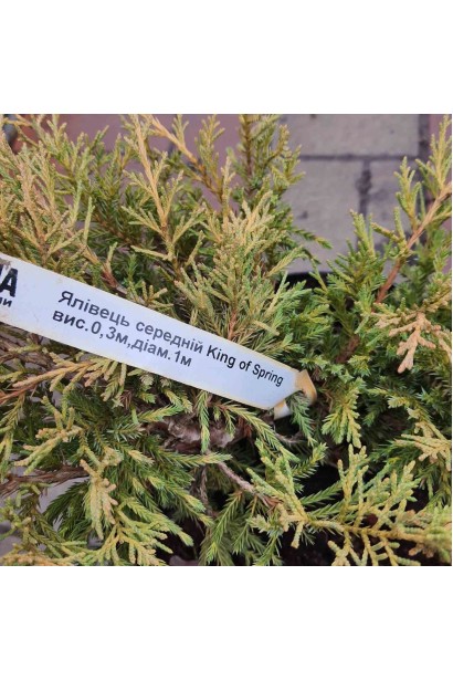 Juniperus pfitzeriana King of Spring